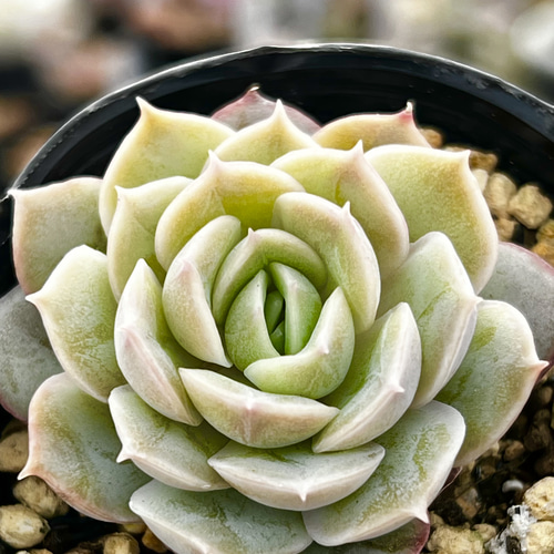 多肉植物 オウンスロー③ 抜き苗　韓国苗　エケベリア 多肉植物 オウンスロー③ 抜き苗 韓国苗 エケベリア 多肉植物