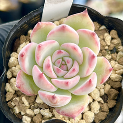 桃太郎＊紅葉品種＊エケベリア＊多肉植物＊抜き苗 多肉植物 ＊N