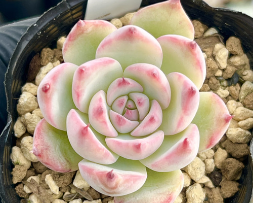 エケベリア　桃太郎　多肉植物 エケベリア 桃太郎（抜き苗） | 多肉植物のネットショップ ST Farm