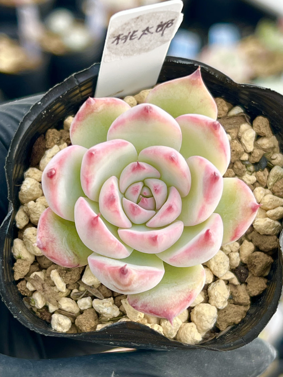 桃太郎＊紅葉品種＊エケベリア＊多肉植物＊抜き苗 多肉植物 ＊N＊ 通販