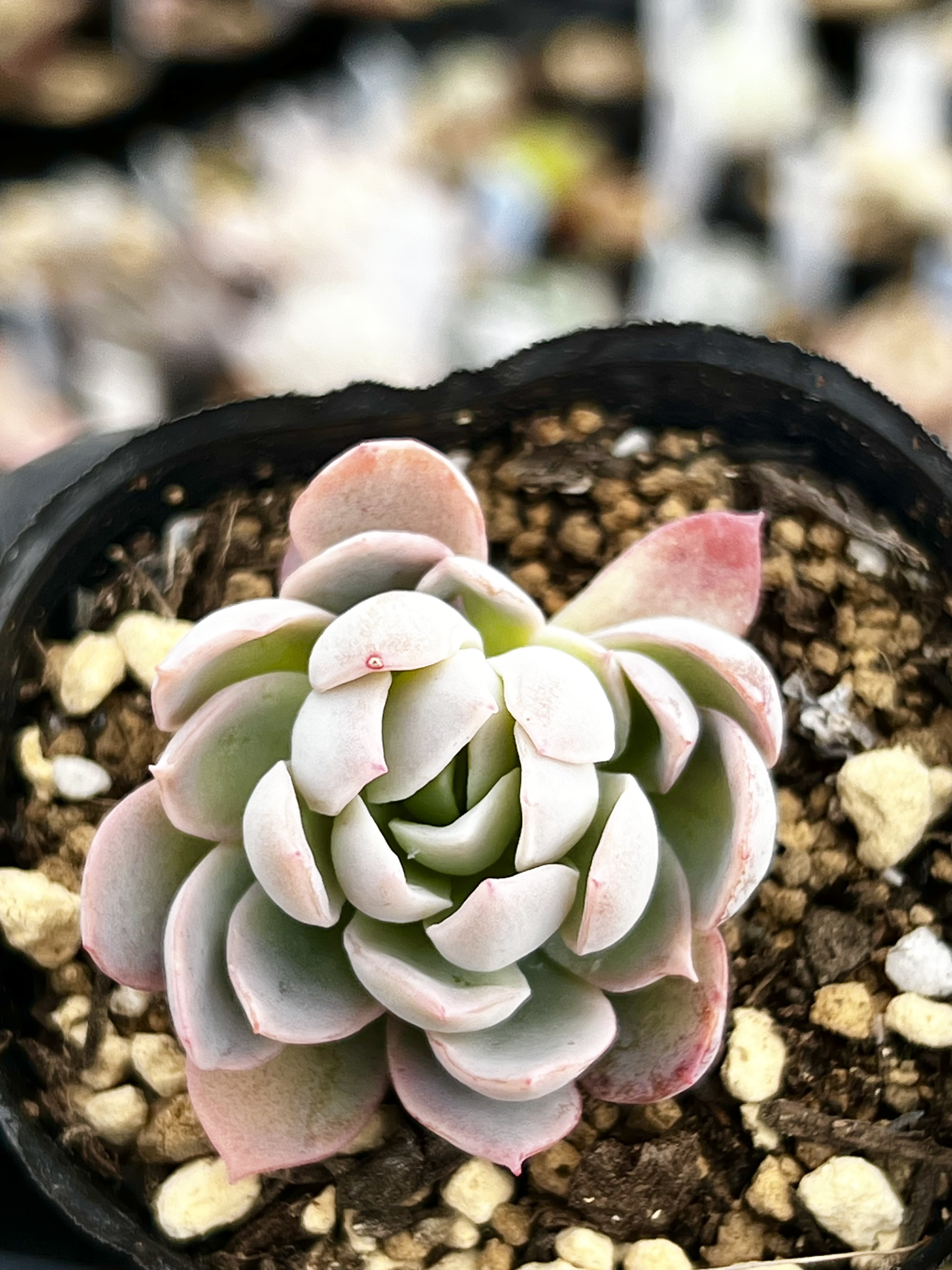 多肉植物カット苗 d （多肉植物薄化粧 小さめ10カット苗 縛り上げる）