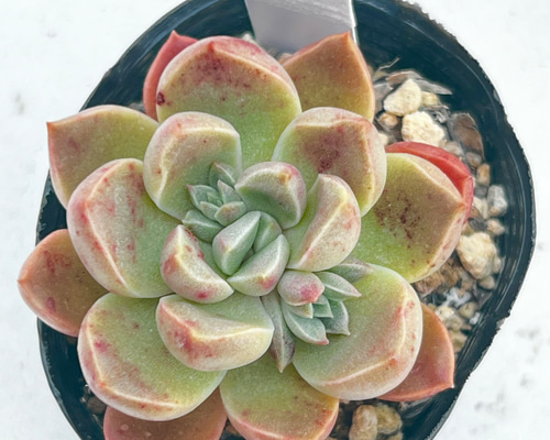 モラルビ＊紅葉中‼️＊エケベリア＊多肉植物＊抜き苗 多肉植物 ＊N