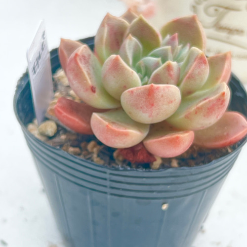 モラルビ＊紅葉中‼️＊エケベリア＊多肉植物＊抜き苗 多肉植物 ＊N