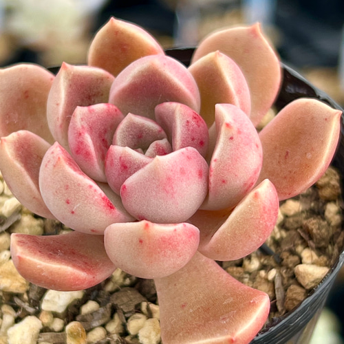 モラルビ＊紅葉中‼️＊エケベリア＊多肉植物＊抜き苗 多肉植物 ＊N