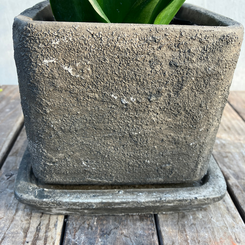 サンスベリア＊ブラックドラゴン＊陶器鉢＊空気清浄＊観葉植物