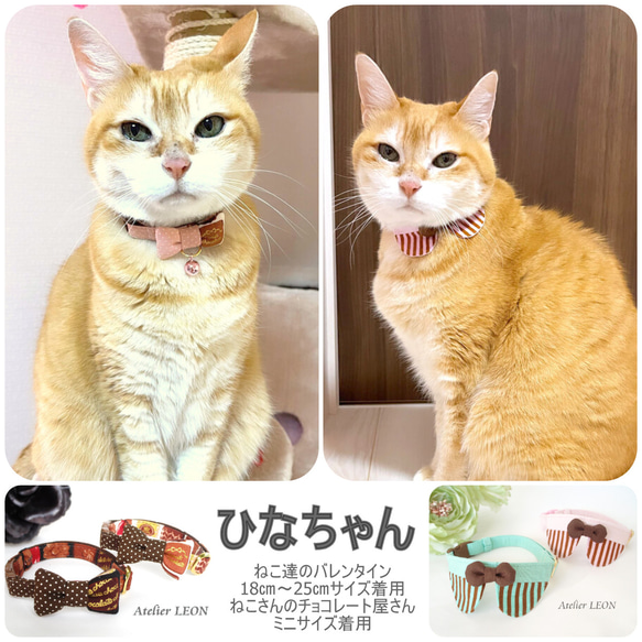 お客さまの愛猫ちゃんギャラリー 5枚目の画像