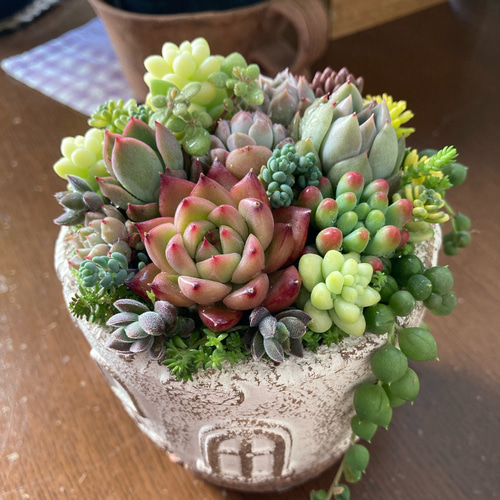多肉植物 寄せ植えセット エケベリア セダム サボテン カラフル