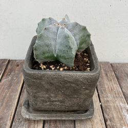 ランポー玉＊鸞鳳玉＊アストロフィツム＊サボテン＊陶器鉢 アート