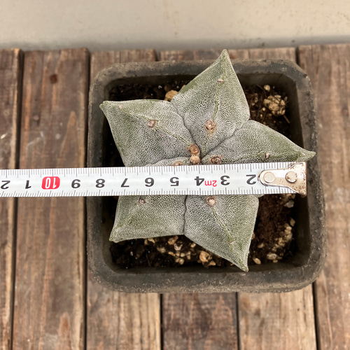 ランポー玉＊鸞鳳玉＊アストロフィツム＊サボテン＊陶器鉢