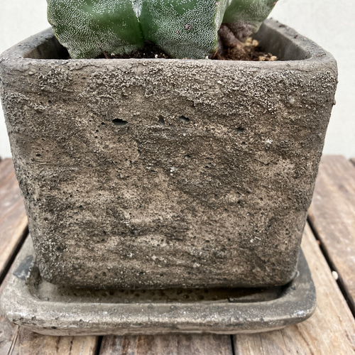 ランポー玉＊鸞鳳玉＊アストロフィツム＊サボテン＊陶器鉢 アート