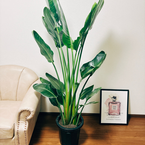 現品］2番ストレリチアニコライオーガスタ10号尺観葉植物大型室内