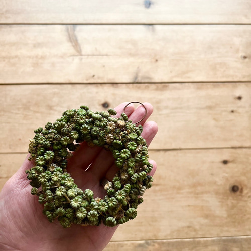 8種類の野草 ~直径約10cm手のひらリース リース 音の庭 ~dried flower