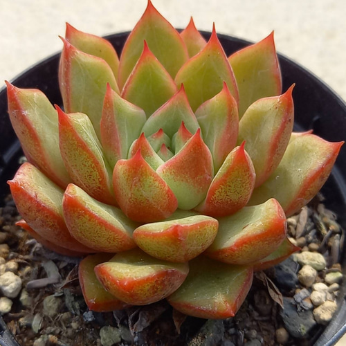 多肉植物 フルーツキャンディ 抜き苗 - メルカリ