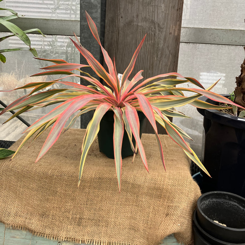 ユッカ グロリオサ ブライトスター 多肉植物 アルファガーデン