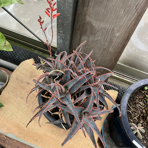 アロエ やましろレッド 多肉植物 アルファガーデン 通販