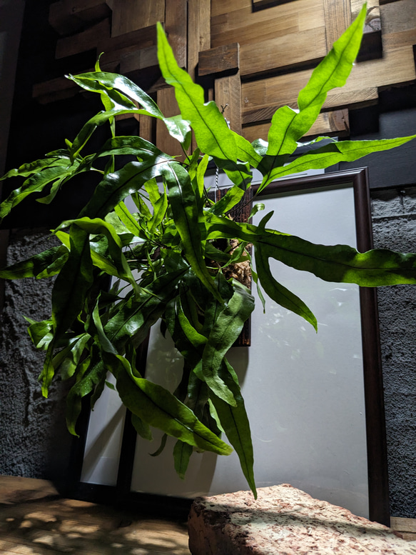 送料無料】ミクロソリウム ディべルシフォリウム『カンガルーファーン