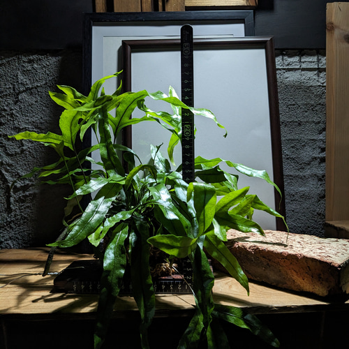 送料無料】ミクロソリウム ディべルシフォリウム『カンガルーファーン