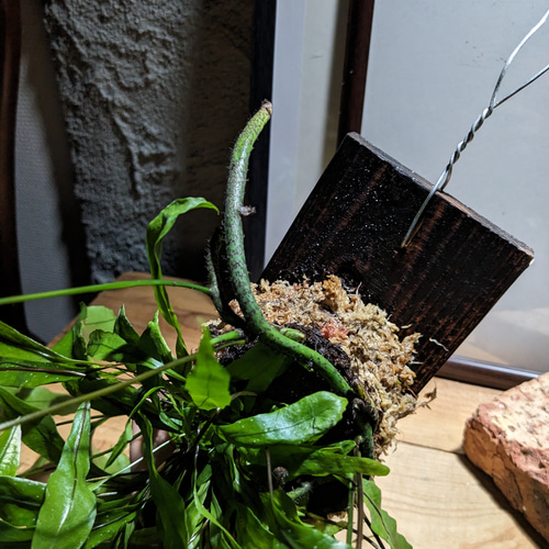 送料無料】ミクロソリウム ディべルシフォリウム『カンガルーファーン