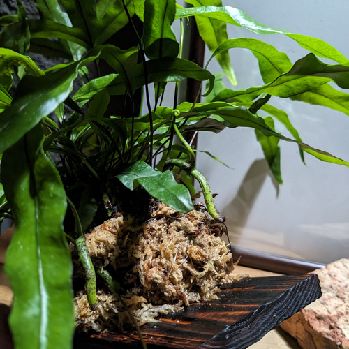 ミクロソリウム ディべルシフォリウム『カンガルーファーン』〈レア・人気・流木付〉 送料無料】ミクロソリウム ディべルシフォリウム『カンガルーファーン