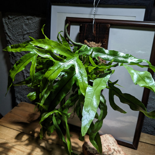 送料無料】ミクロソリウム ディべルシフォリウム『カンガルーファーン