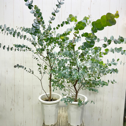 大株 幹太め ユーカリ シネレア 銀丸葉 その他インテリア雑貨 PLANTS
