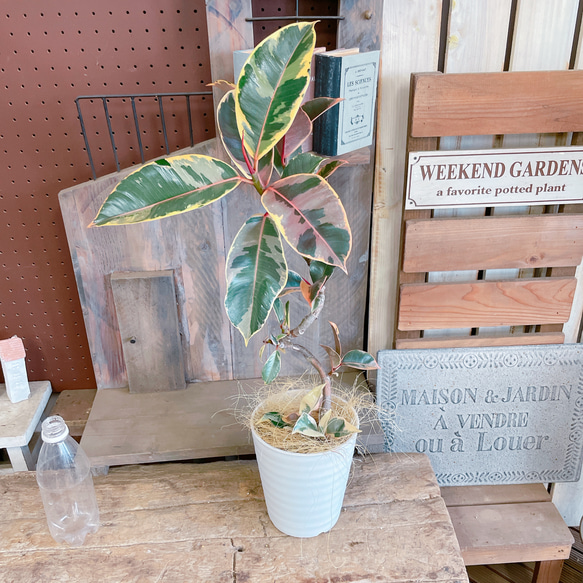 おしゃれインテリアに！斑入りフィカス・ティネケ1【存在感のある一鉢