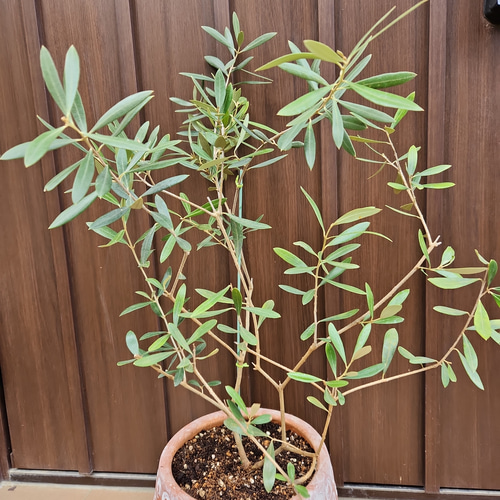 オリーブ　ネバディロブランコ　デザインテラコッタ鉢植え　苗木 オリーブの木 ネバディロブランコ 個性的ドット柄テラコッタ