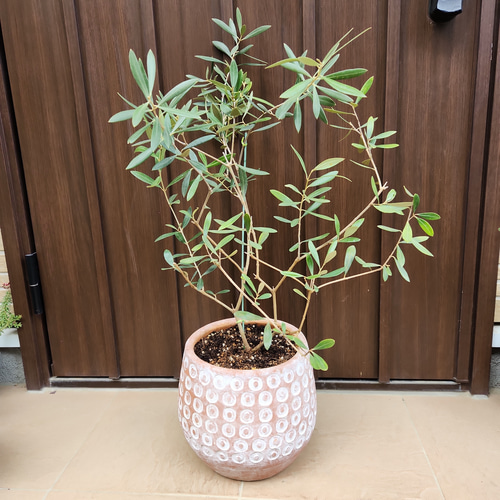オリーブ　ネバディロブランコ　デザインテラコッタ鉢植え　苗木 オリーブ ネバディロブランコ デザインテラコッタ鉢植え 苗木