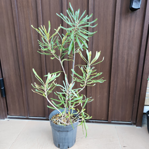 バンクシア アテナータ ポット苗 オージープランツ ドライガーデン