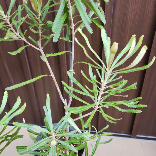 バンクシア アテナータ ポット苗 オージープランツ ドライガーデン