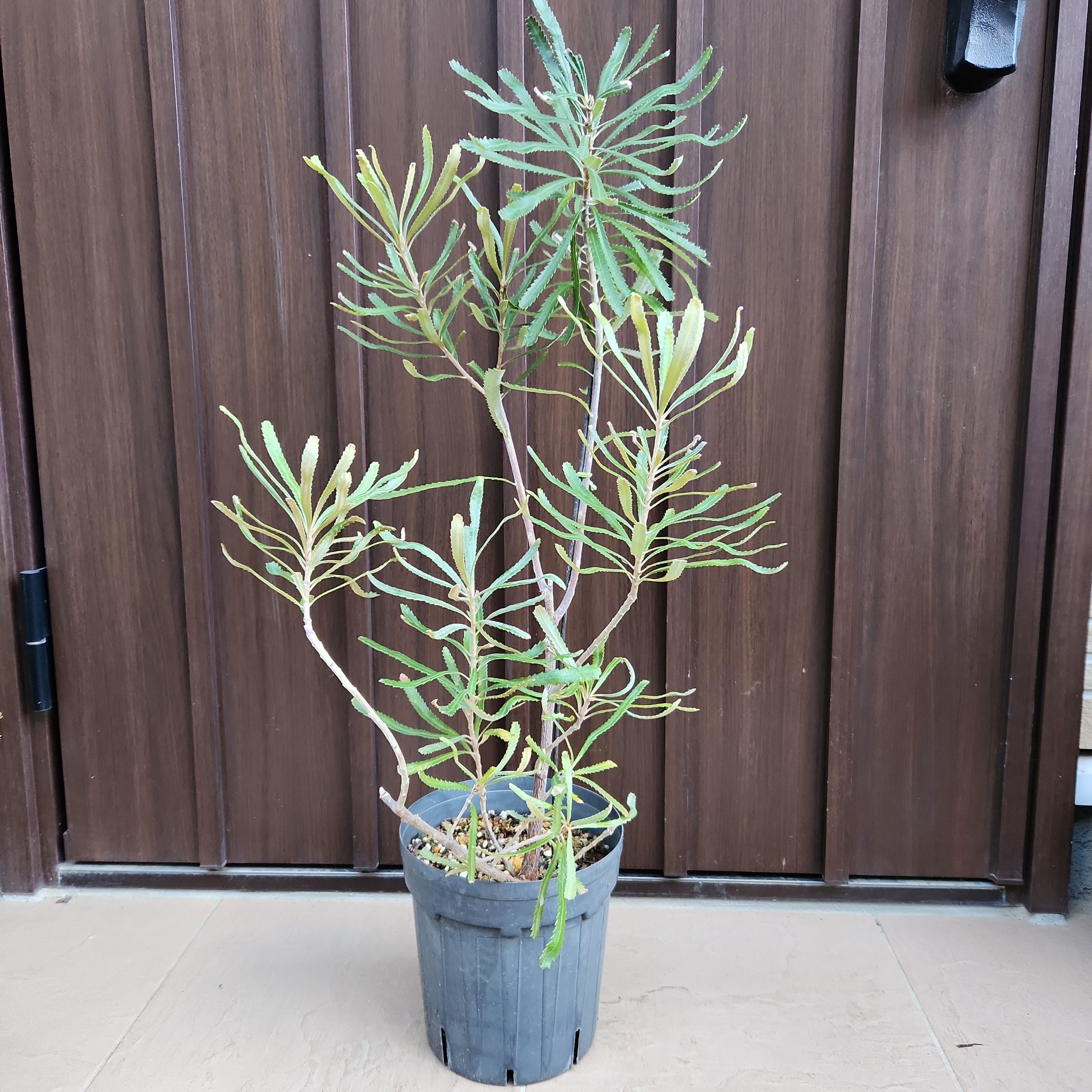 ヘアピンバンクシア　ネイティブプランツ　苗　ドライガーデン ヘアピンバンクシア ネイティブプランツ 苗 ドライガーデン