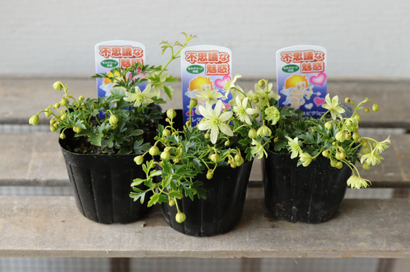 クレマチス２苗セット クレマチスの苗 2苗セット クレマチスの苗 の通販商品・種類 一覧｜園芸