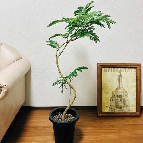 現品］63番 エバーフレッシュ 曲がり 8号 観葉植物 室内 大型