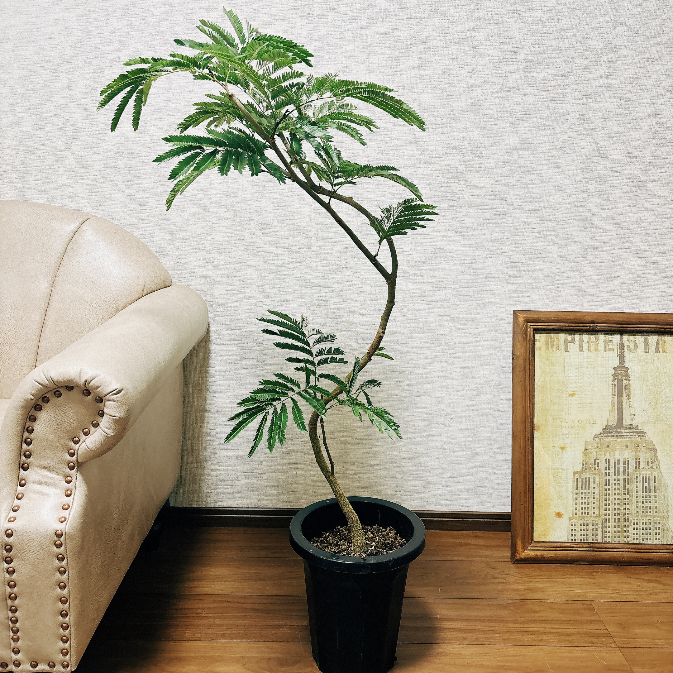 【保障できる】 現品］2番 エバーフレッシュ 曲がり 8号 観葉植物 室内 大型 その他観葉植物