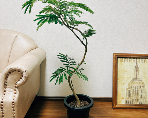 Amazon｜エバーフレッシュ 曲がり樹形 8号｜観葉植物 オンライン通販