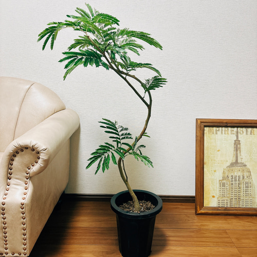 ［現品］93番 エバーフレッシュ　曲がり　8号　観葉植物　室内　大型　人気 現品］37番 エバーフレッシュ 曲がり 8号 観葉植物 室内 大型 人気