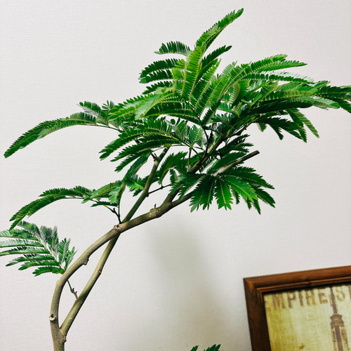 現品］2番 エバーフレッシュ 曲がり 8号 観葉植物 室内 大型