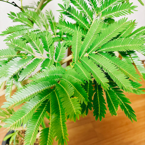 s*︎様 エバーフレッシュ　曲がり　観葉植物　約107センチ　2 エバーフレッシュ 曲がり 観葉植物 約107センチ 2 - メルカリ