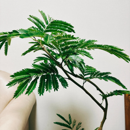 ［現品］1番　エバーフレッシュ　曲がり　8号　観葉植物　室内　大型　人気 Amazon｜エバーフレッシュ 曲がり樹形 8号｜観葉植物 オンライン通販