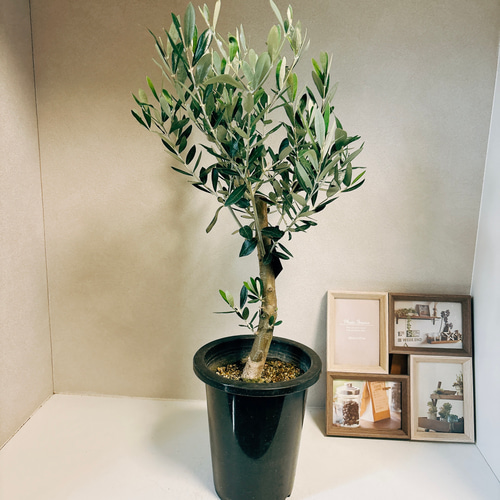 現品］1番 オリーブ ミッション 6号 観葉植物 ベランダ 創樹 SOUJU 