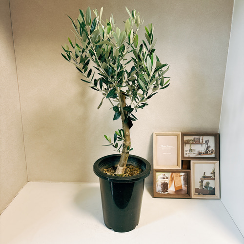 現品］1番 オリーブ ミッション 6号 観葉植物 ベランダ 創樹 SOUJU