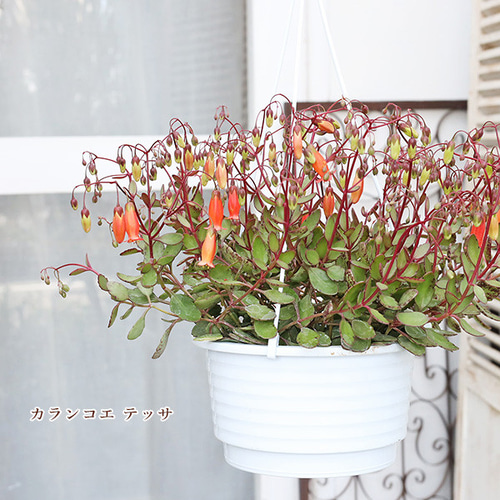 現品販売 花苗 カランコエ テッサ 5号吊り鉢 多年草 エンゼルランプ