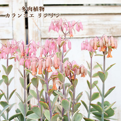 花苗 カランコエ リンリン 3.5号 多年草 ベル型 ピンク オレンジ 希少 かわいい 1枚目の画像