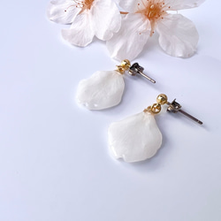 本物の桜 花びらピアス / sakura white 4枚目の画像