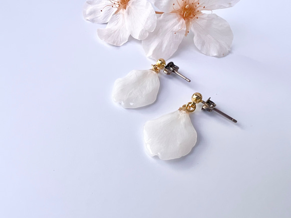 本物の桜 花びらピアス / sakura white 4枚目の画像