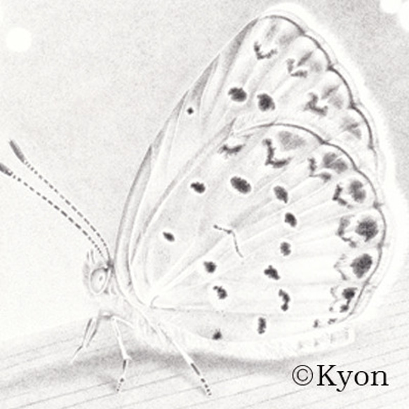 蝶　点描画　ヤマトシジミ　ポストカード 1枚目の画像