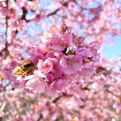 本物の桜 花びらピアス / sakura pink 9枚目の画像