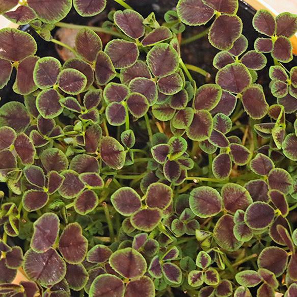 草花苗 四つ葉のクローバー トリフォリウム しあわせみいつけた 3.5号 多年草 グランドカバー 黒葉 庭 花壇 鉢 1枚目の画像