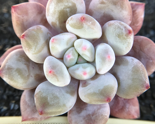 58.【札付き】タスコ×桜大福 ASOBINI 多肉植物 エケベリア 21.【札付き】花手毬×桜大福 ASOBINI 多肉植物 エケベリア - メルカリ