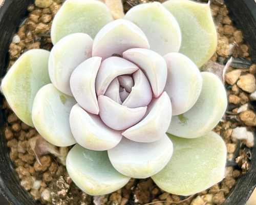 スノーバニー♥️＊エケベリア＊多肉植物＊抜き苗 多肉植物 ＊N